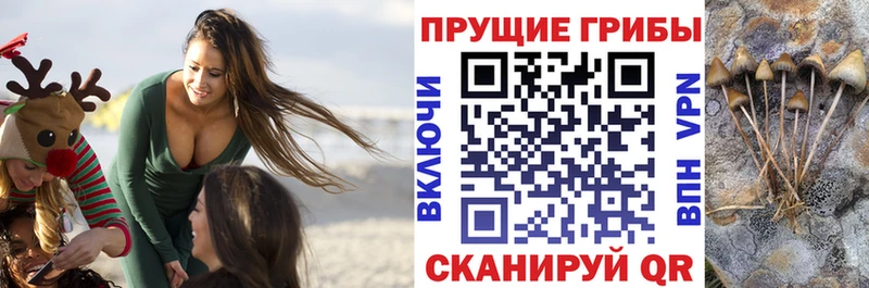 darknet какой сайт  Кирс  Псилоцибиновые грибы прущие грибы 